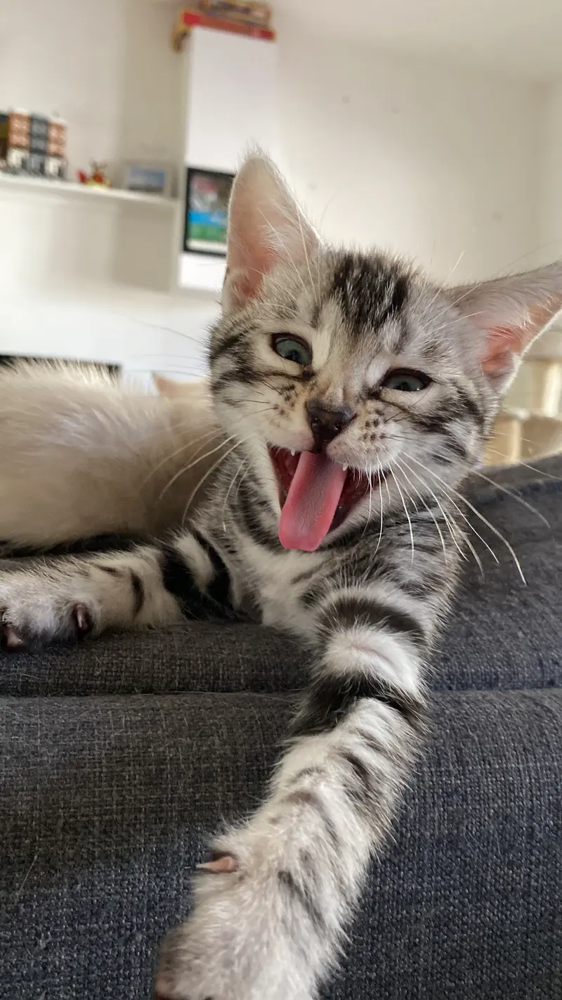 Mitzi
