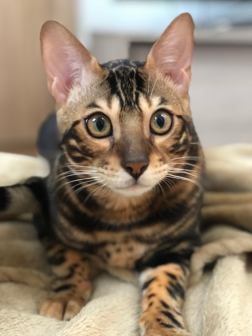 Bubu