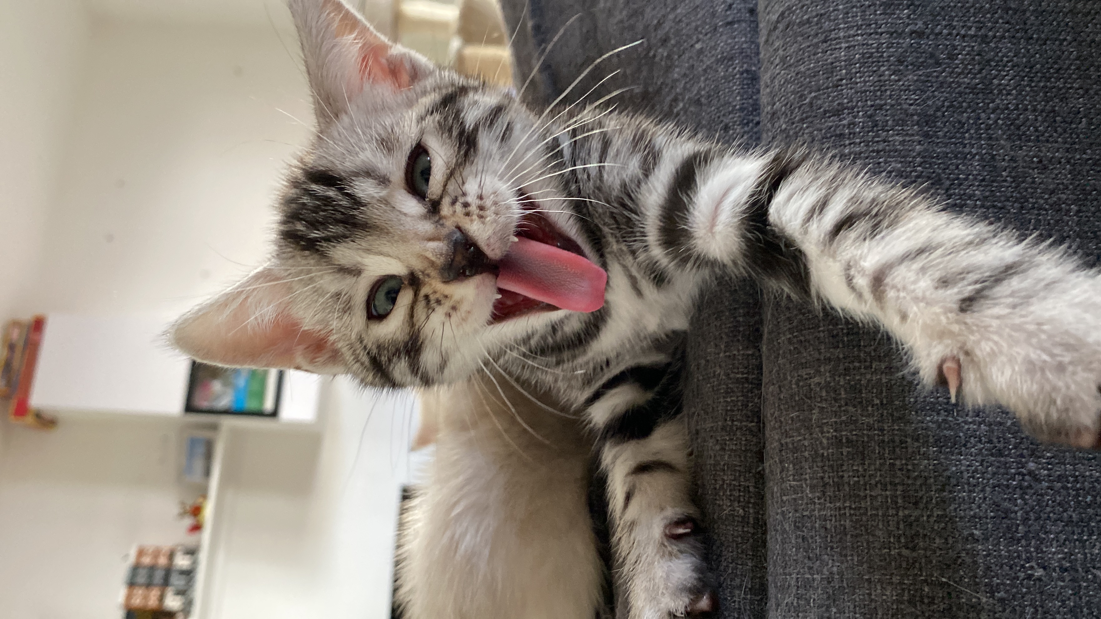 Mitzi