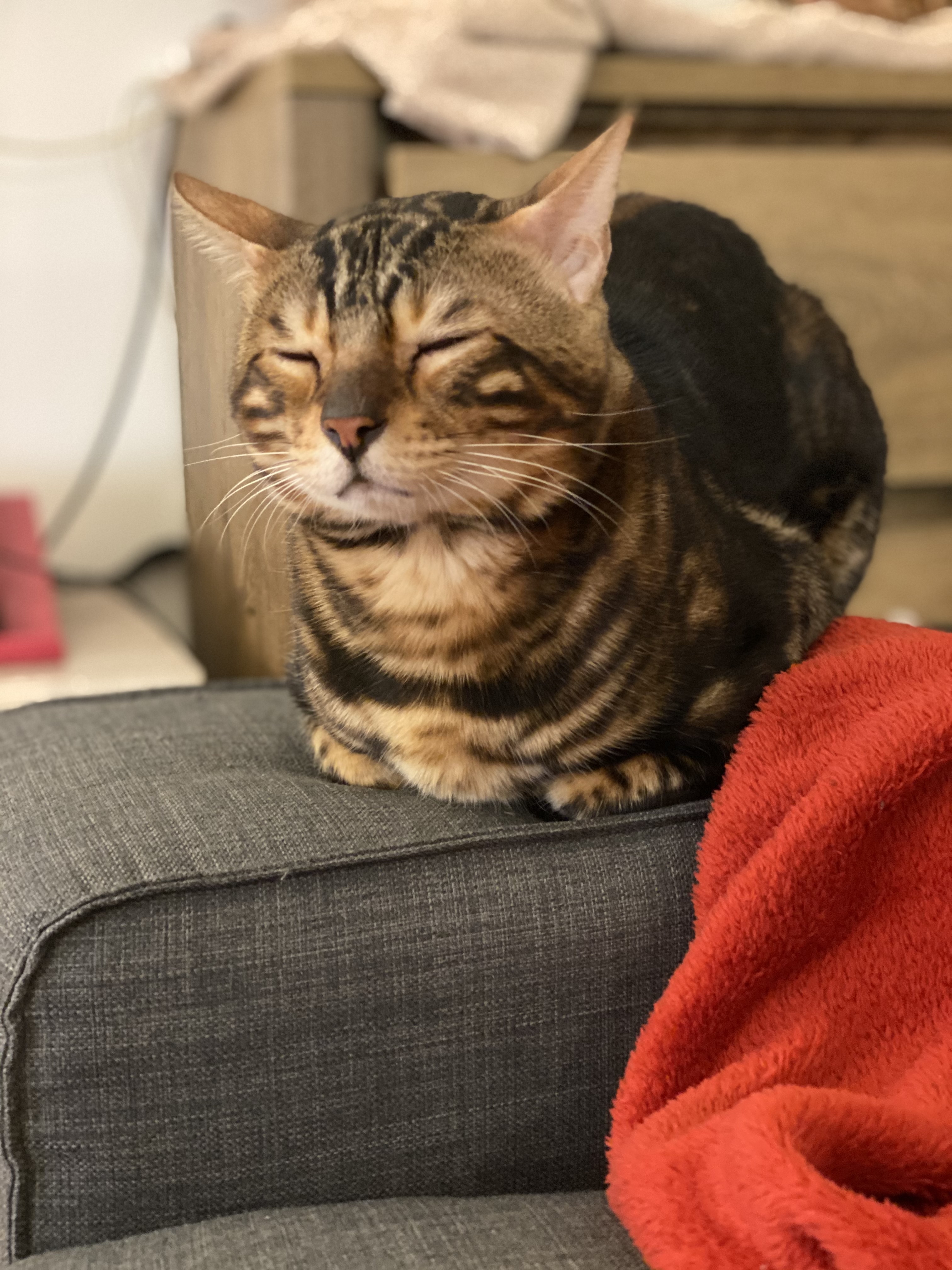 Bubu